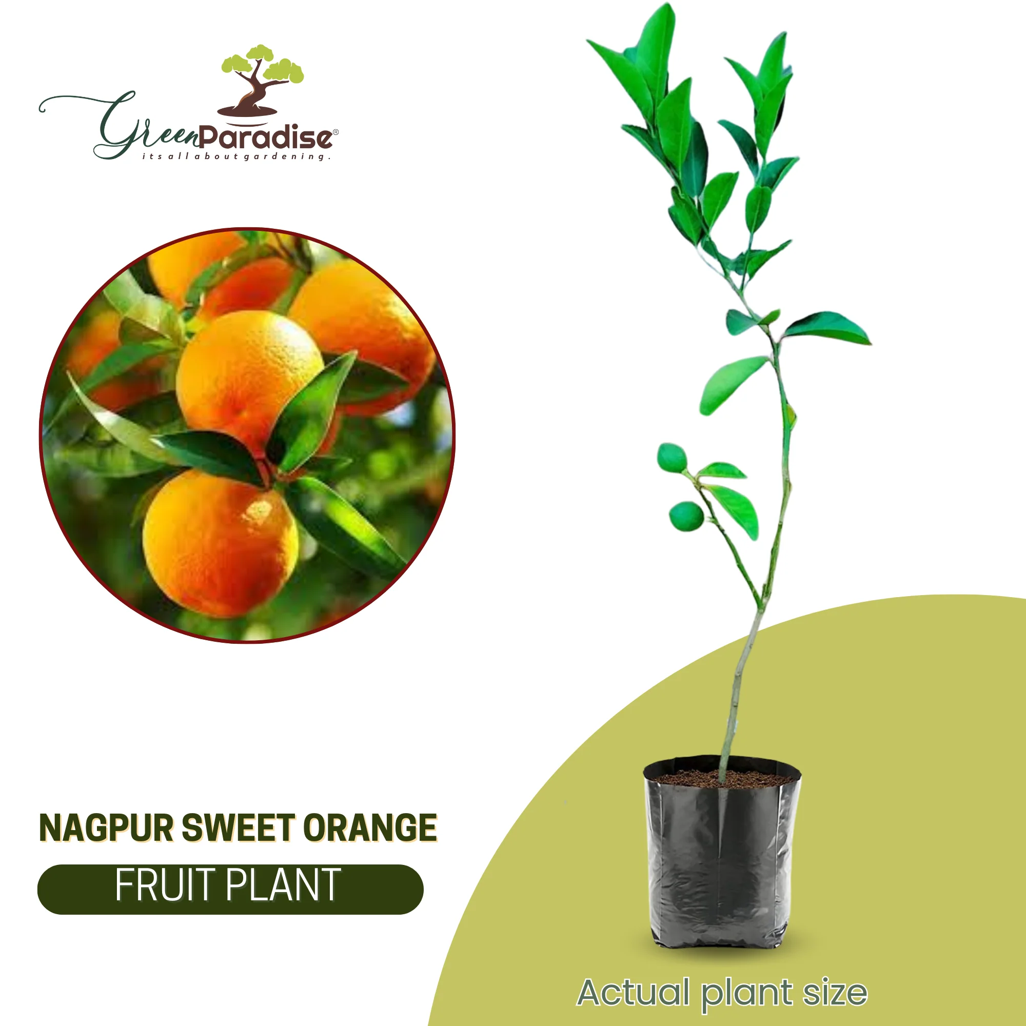 Bonsai suitable Delicious SWEET NAGPUR ORANGE Plant All Season1 Live Plant - Image 5