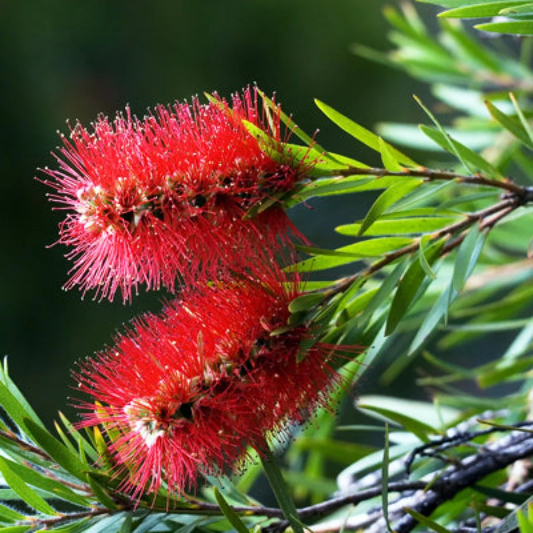 Bottle Brush (melalueca) Sapling Plant - Image 2