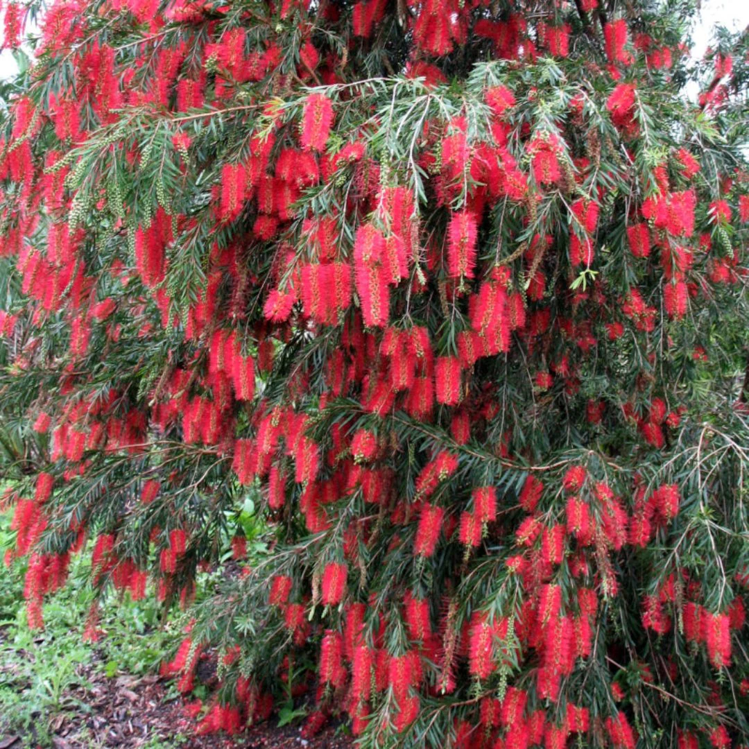Bottle Brush (melalueca) Sapling Plant - Image 3