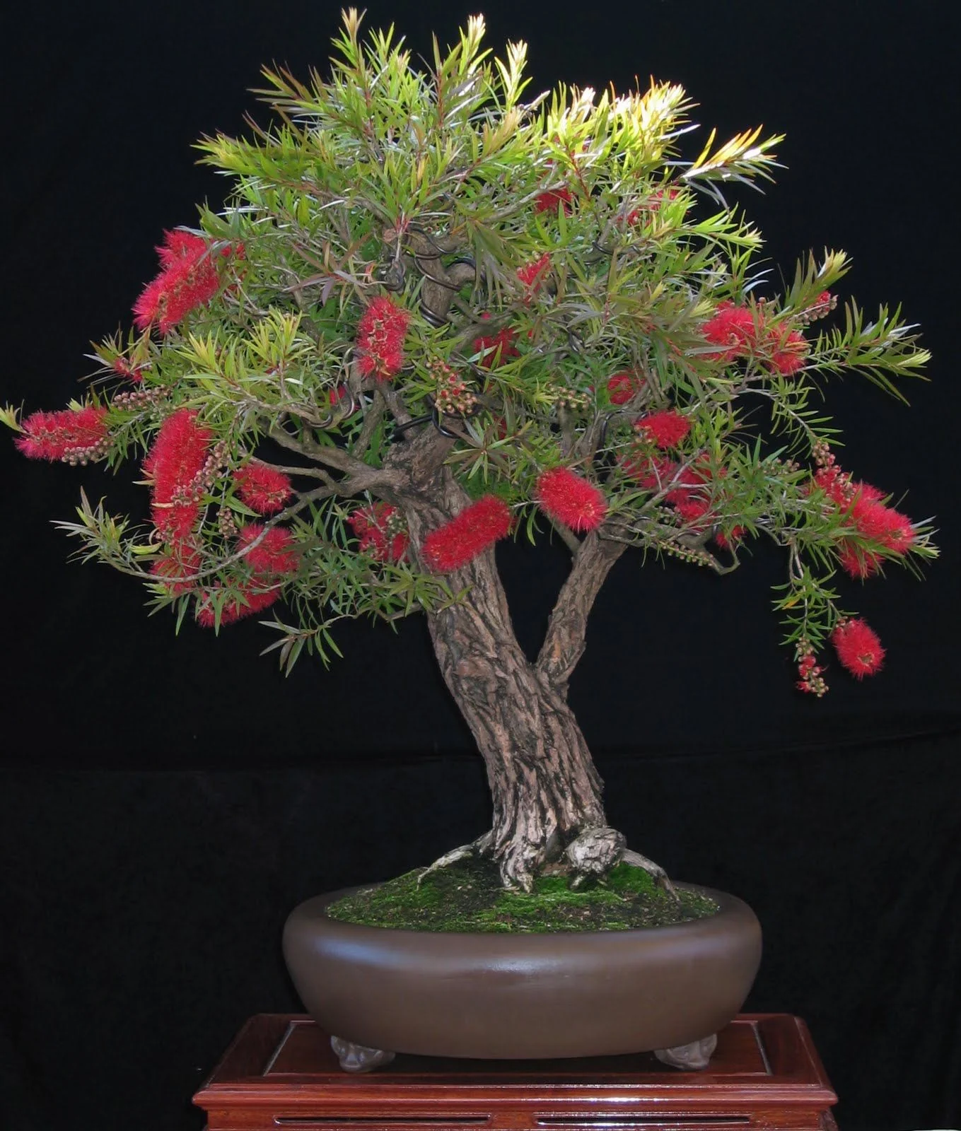Bottle Brush (melalueca) Sapling Plant - Image 4