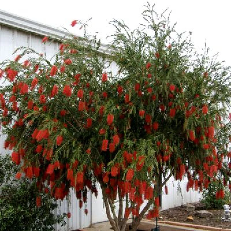 Bottle Brush (melalueca) Sapling Plant - Image 5