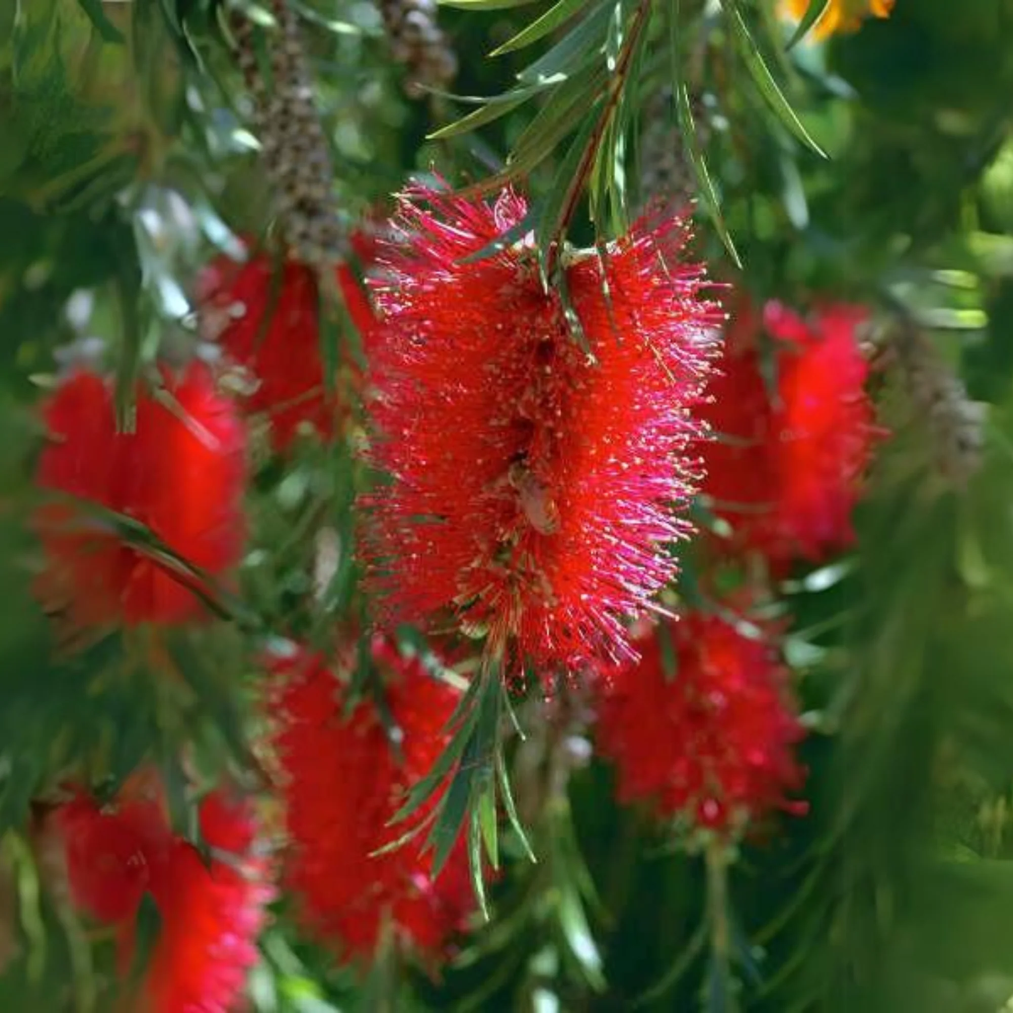 Bottle Brush (melalueca) Sapling Plant - Image 6