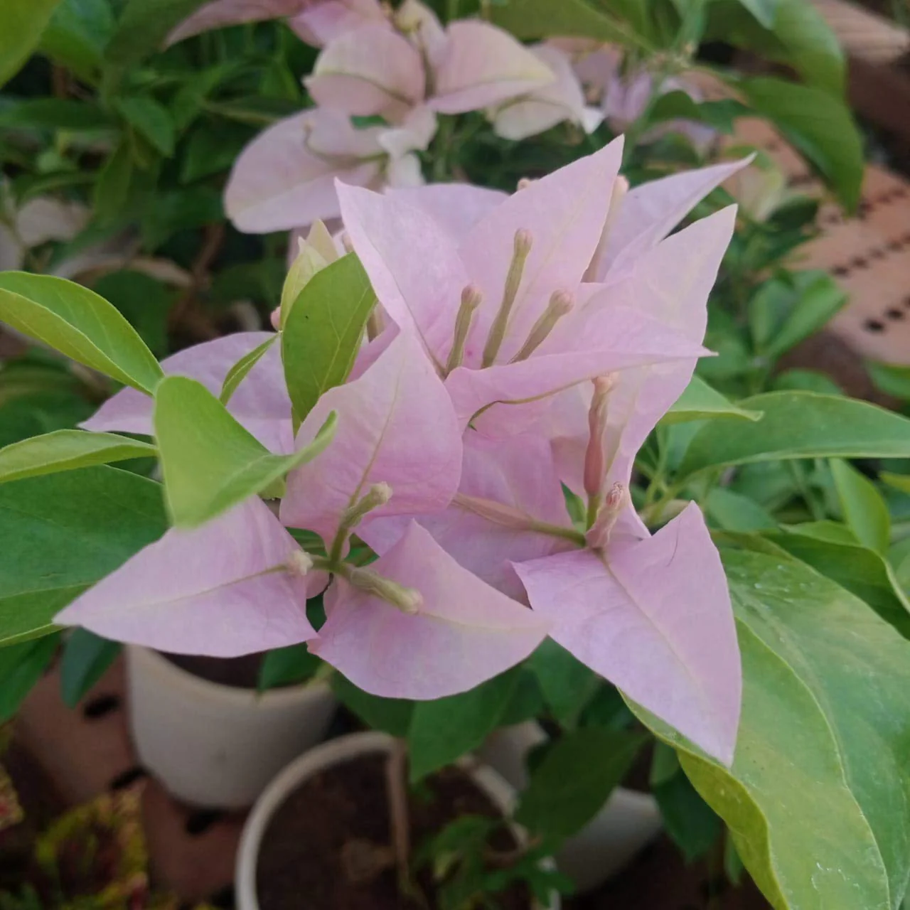 bougainvillea new Throneless baby pink color flowers live plant - Image 2