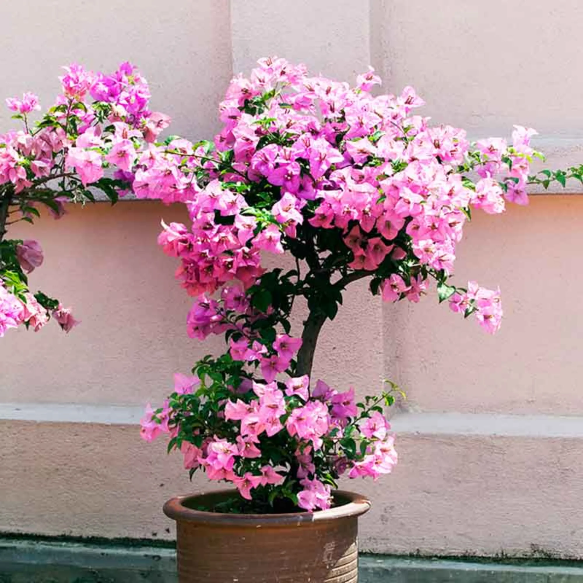 bougainvillea new Throneless baby pink color flowers live plant - Image 3