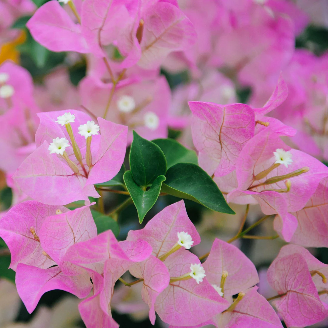 Bouganvillea Singapore Baby Pink thronless Flowering Plant - Image 2