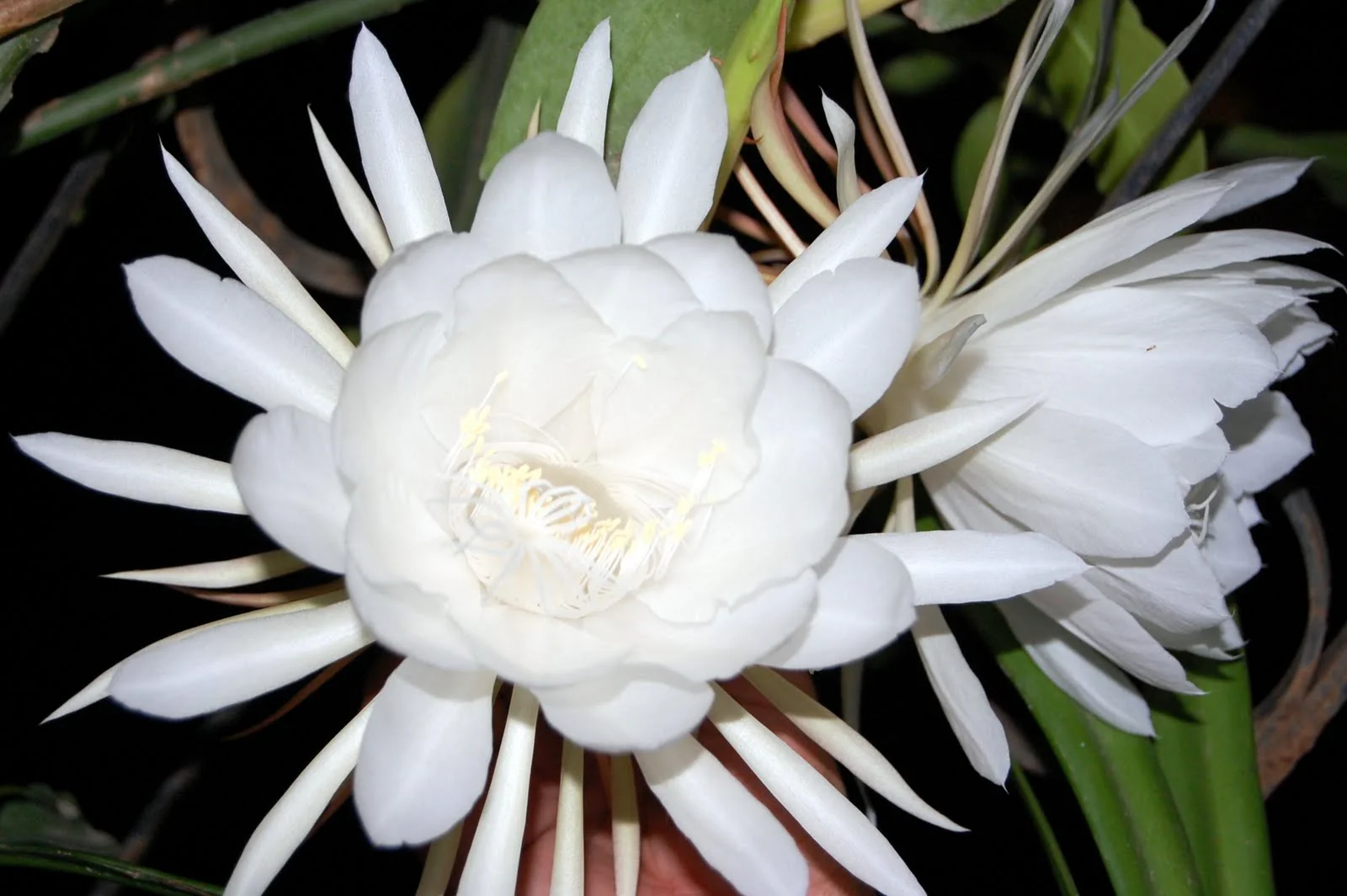 Brahma kamal Live Plant - Image 2