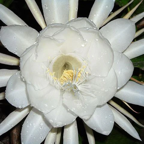 Brahma kamal Live Plant - Image 3
