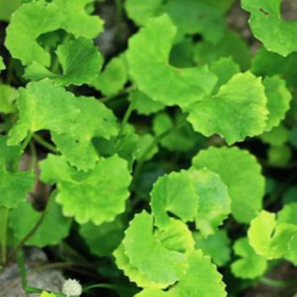 Brahmi Live Plant - Image 2