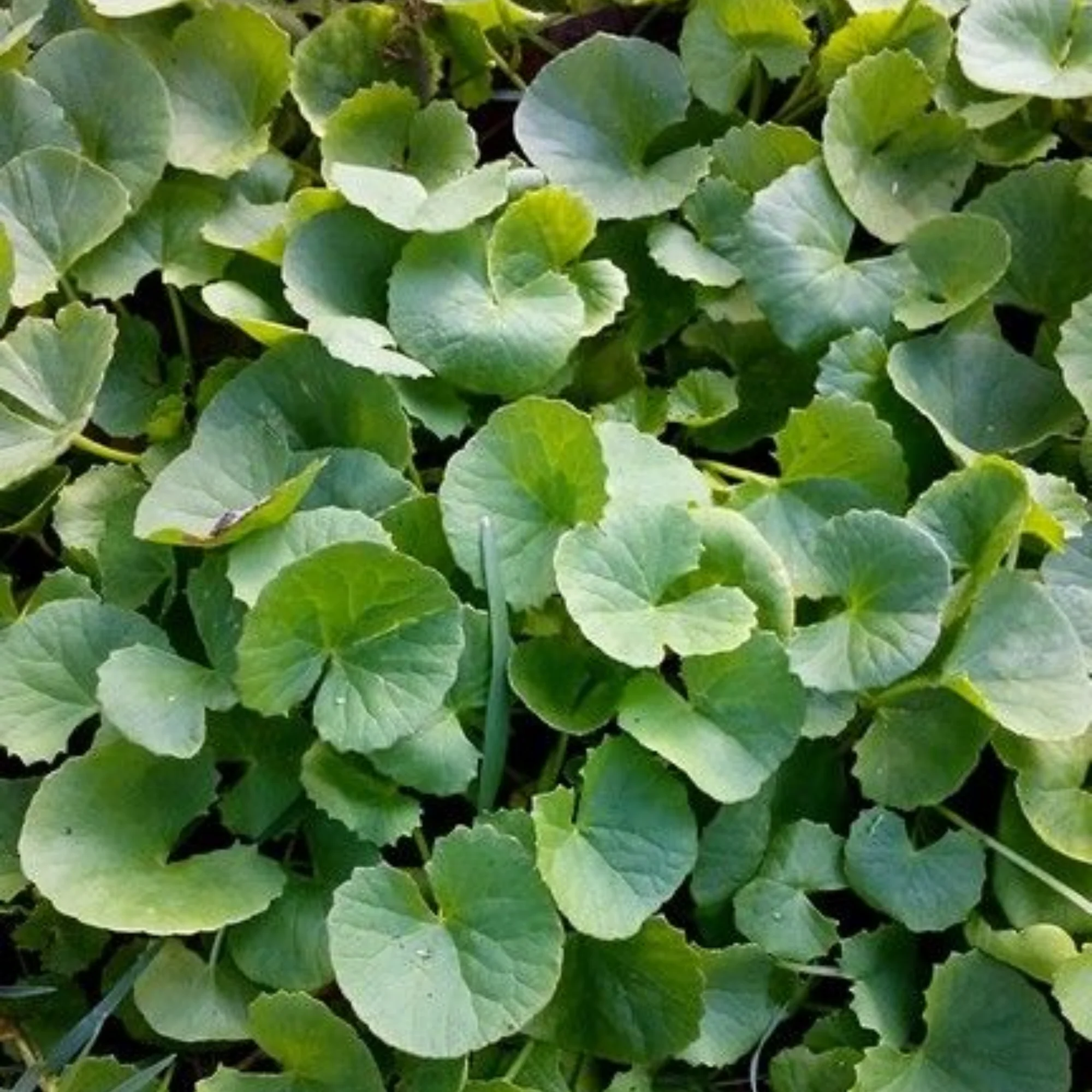 Brahmi Live Plant - Image 3