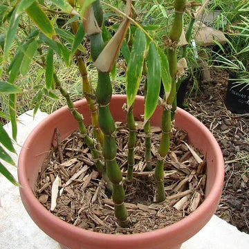 Buddha Belly Bamboo Plant Holy Fengsui Buddha Bamboo Live Plant In A Polybag - Image 3