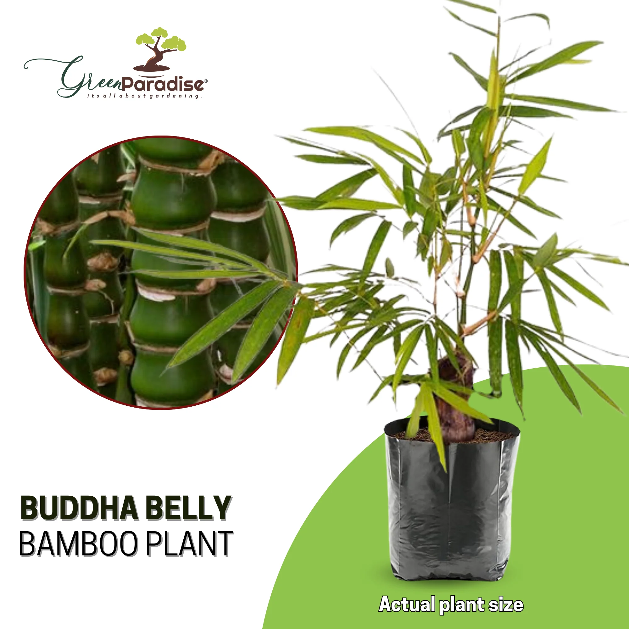 Buddha Belly Bamboo Plant Holy Fengsui Buddha Bamboo Live Plant In A Polybag - Image 4
