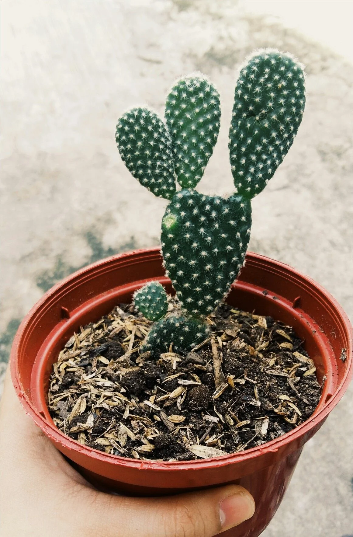 Bunny Ear Cactus with Pot - Image 3