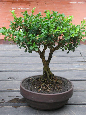 Green Paradise® BUXUS Microphylla Live boxwood bonsai tree - Image 2