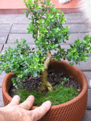 Green Paradise® BUXUS Microphylla Live boxwood bonsai tree - Image 3