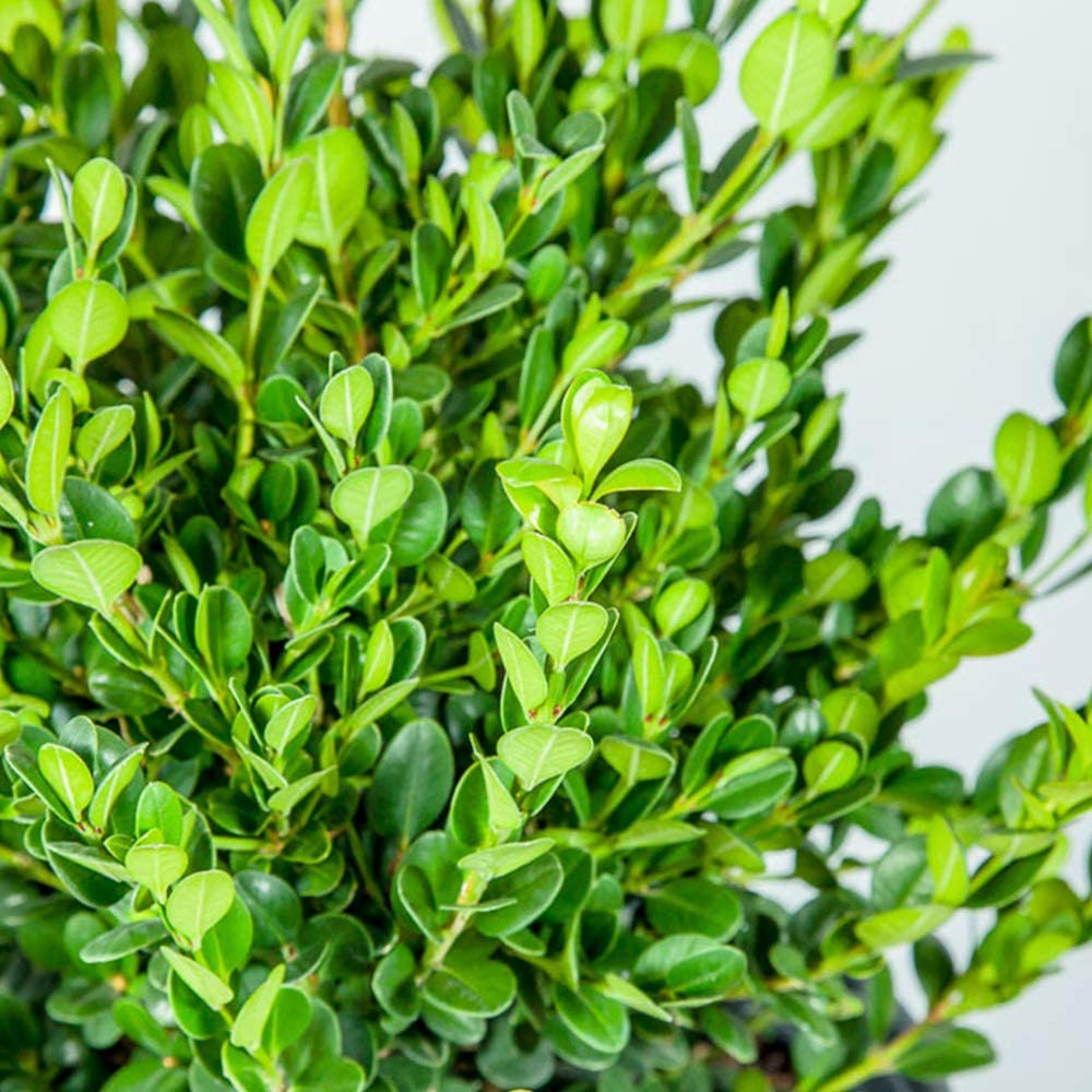 Green Paradise® BUXUS Microphylla Live boxwood bonsai tree - Image 4