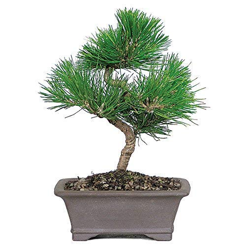 Pine Tree pre Bonsai Material Plant with Nursery Pot