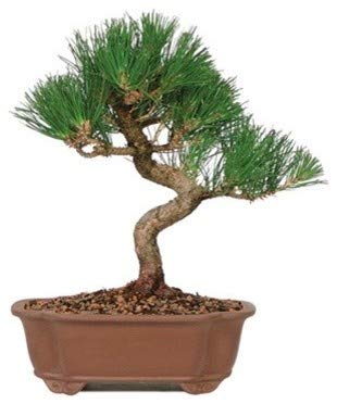 Pine Tree pre Bonsai Material Plant with Nursery Pot - Image 2