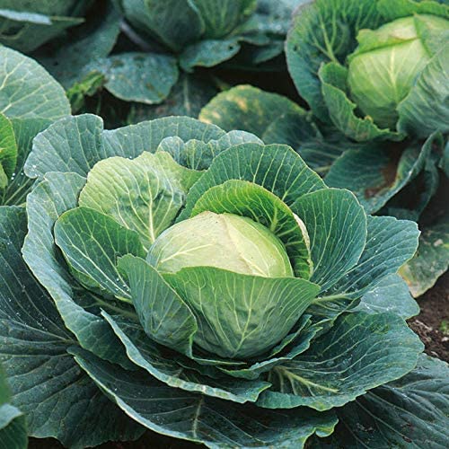 Green Paradise® Cabbage Seeds - Image 2