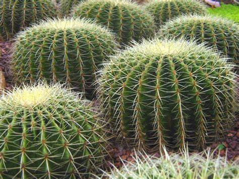 Flowering Cactus Live Plant - Image 3