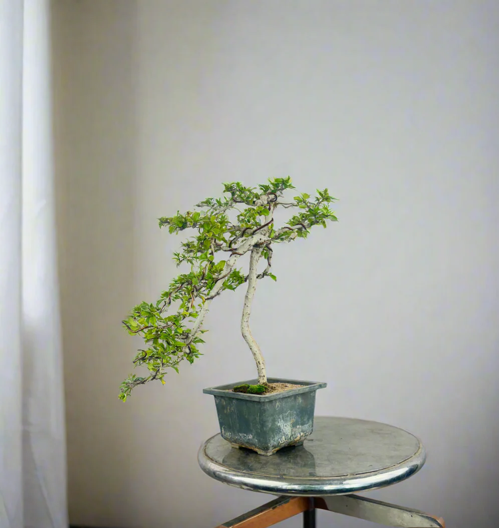 Carmona Bonsai Tree Fukein Tea Bonsai 002 (get the same tree shown in image) - Image 14