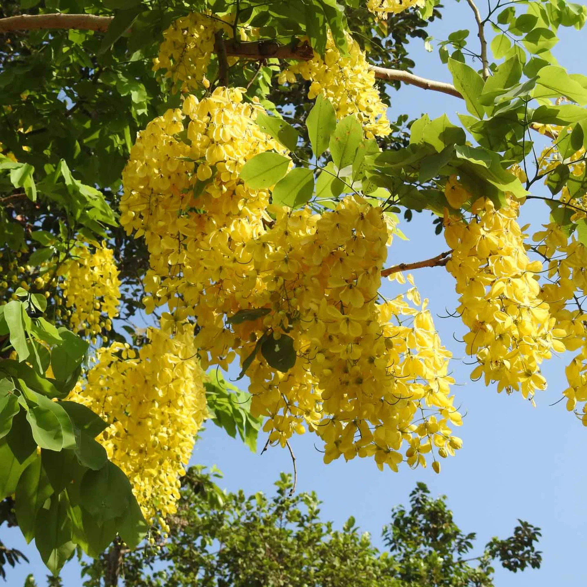 Cassia Fistula Live Plant Garmalo Tree Yellow Flowering Tree Live Sapling Plant In A Poly bag - Image 4