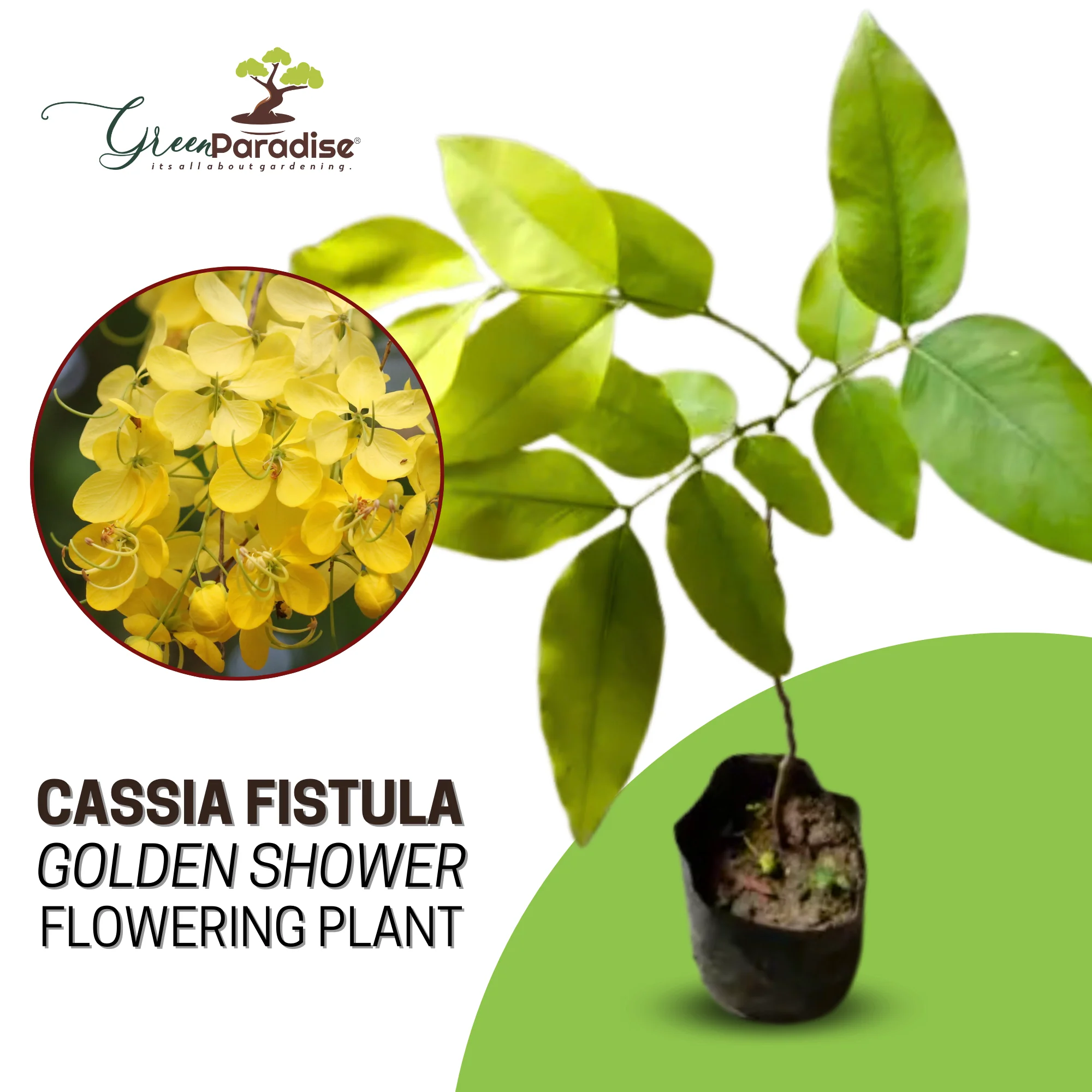 Cassia Fistula Live Plant Garmalo Tree Yellow Flowering Tree Live Sapling Plant In A Poly bag - Image 7