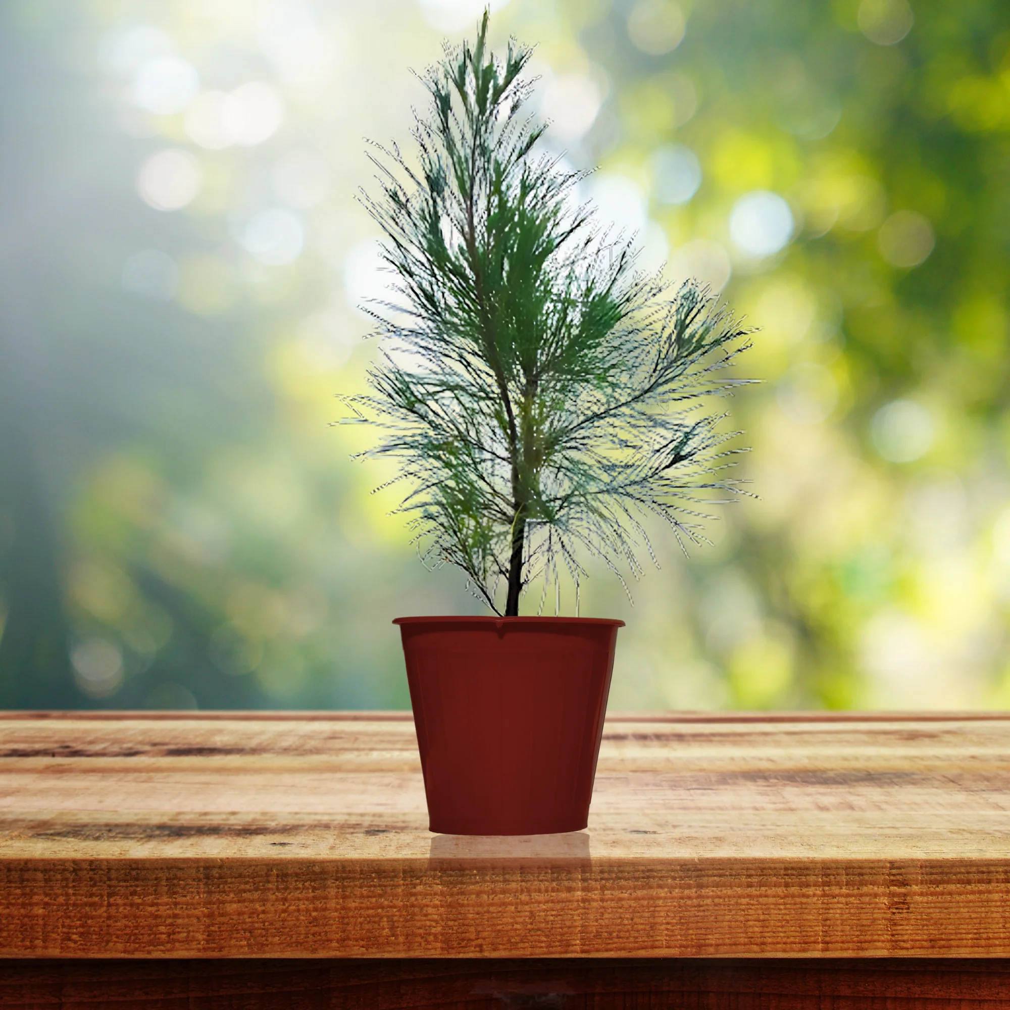 Green Paradise® Casuarina equisetifolia plant - Image 2