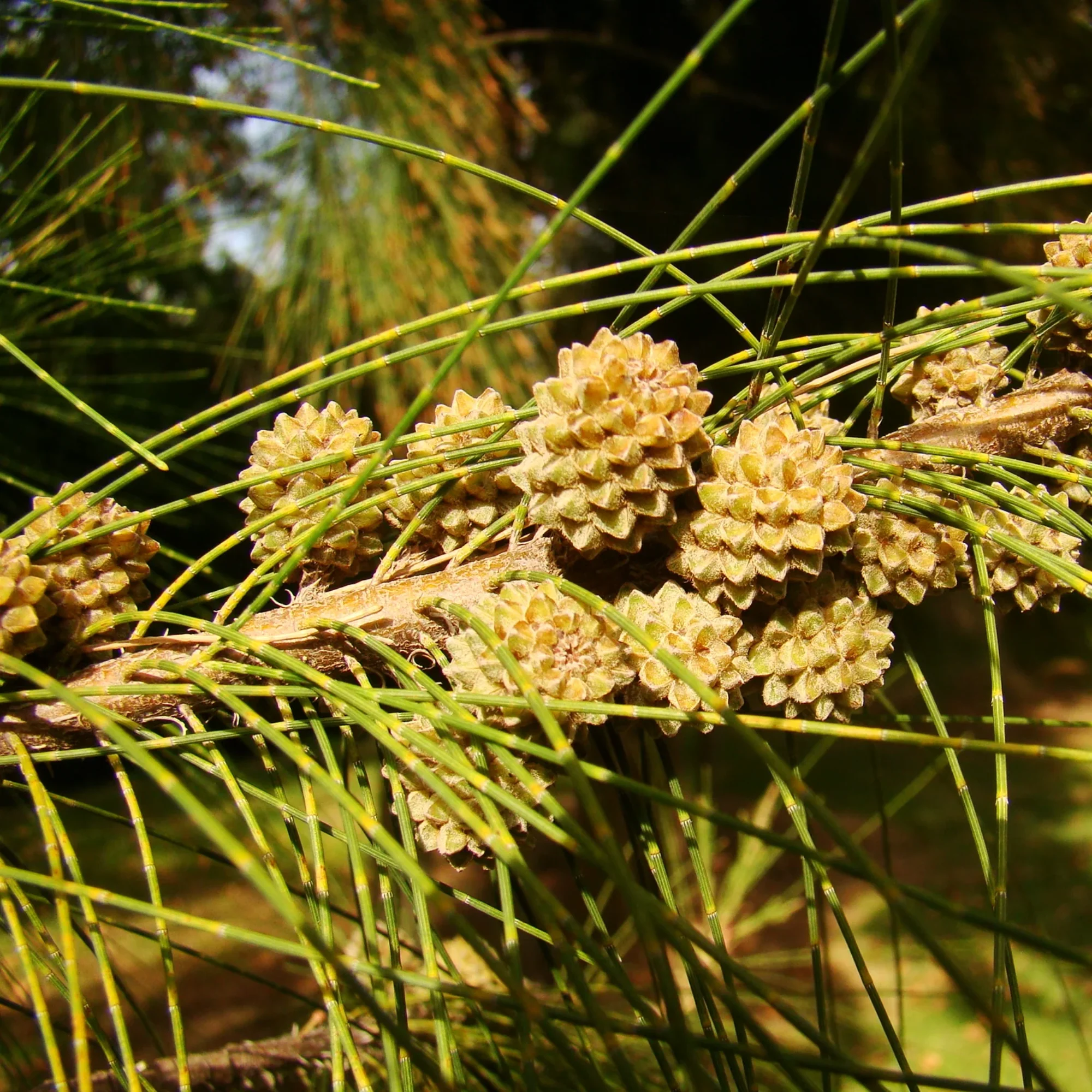 Green Paradise® Casuarina equisetifolia plant - Image 3