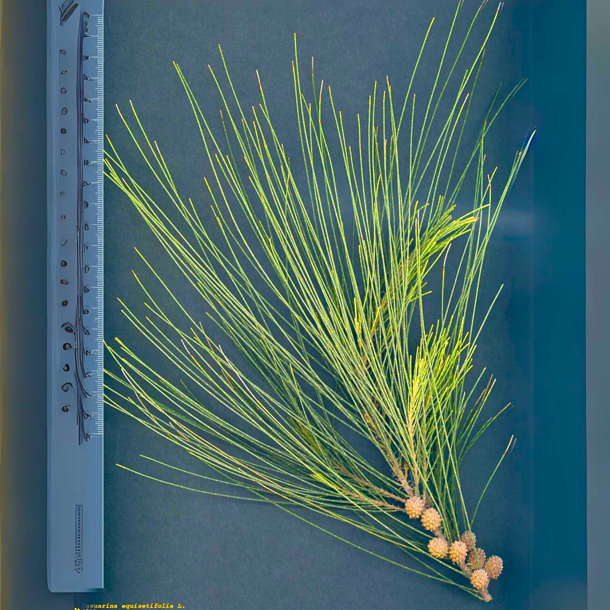 Green Paradise® Casuarina equisetifolia plant - Image 4