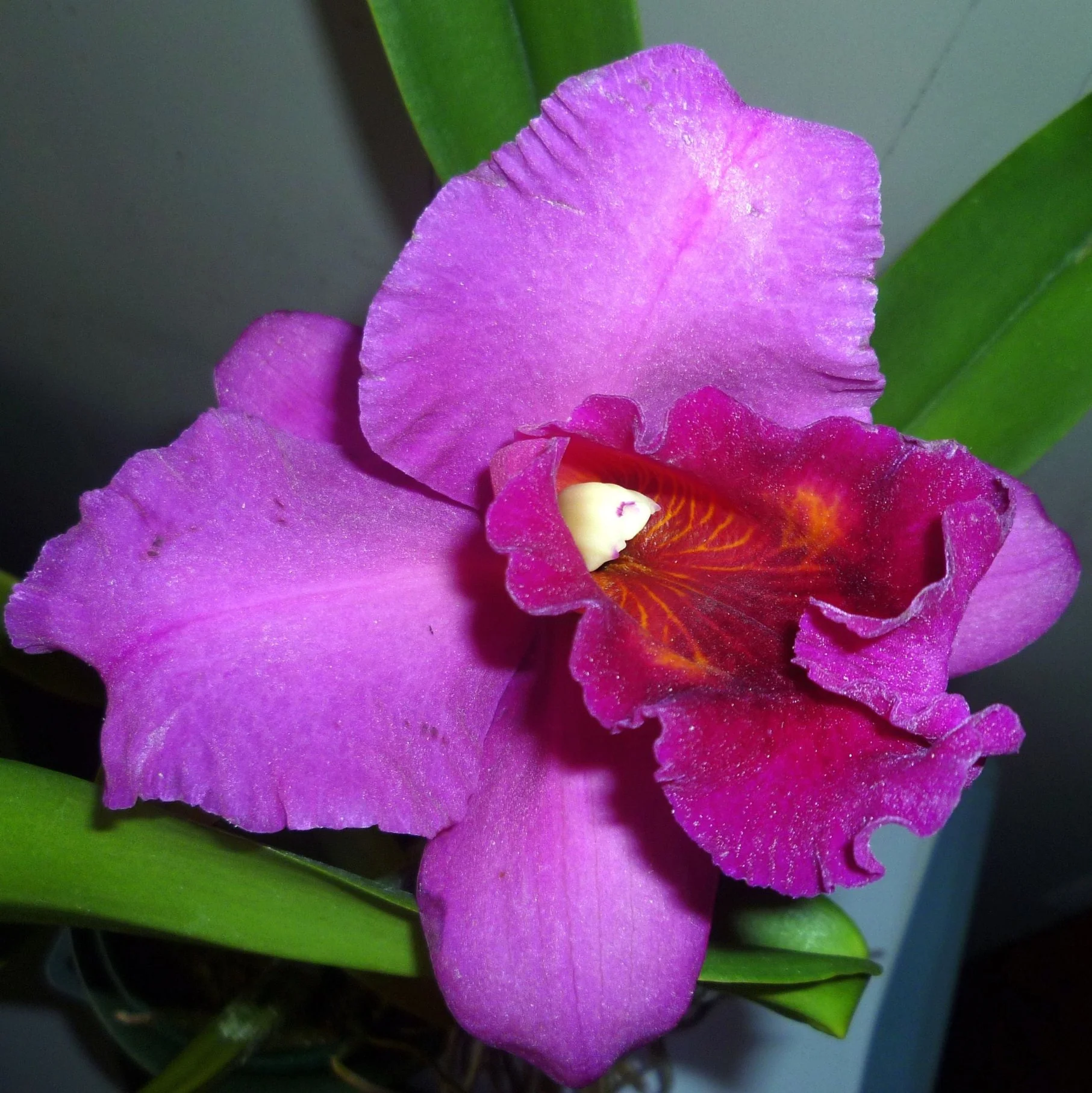 cattleya orchid Pink-Violet hybride - Image 2