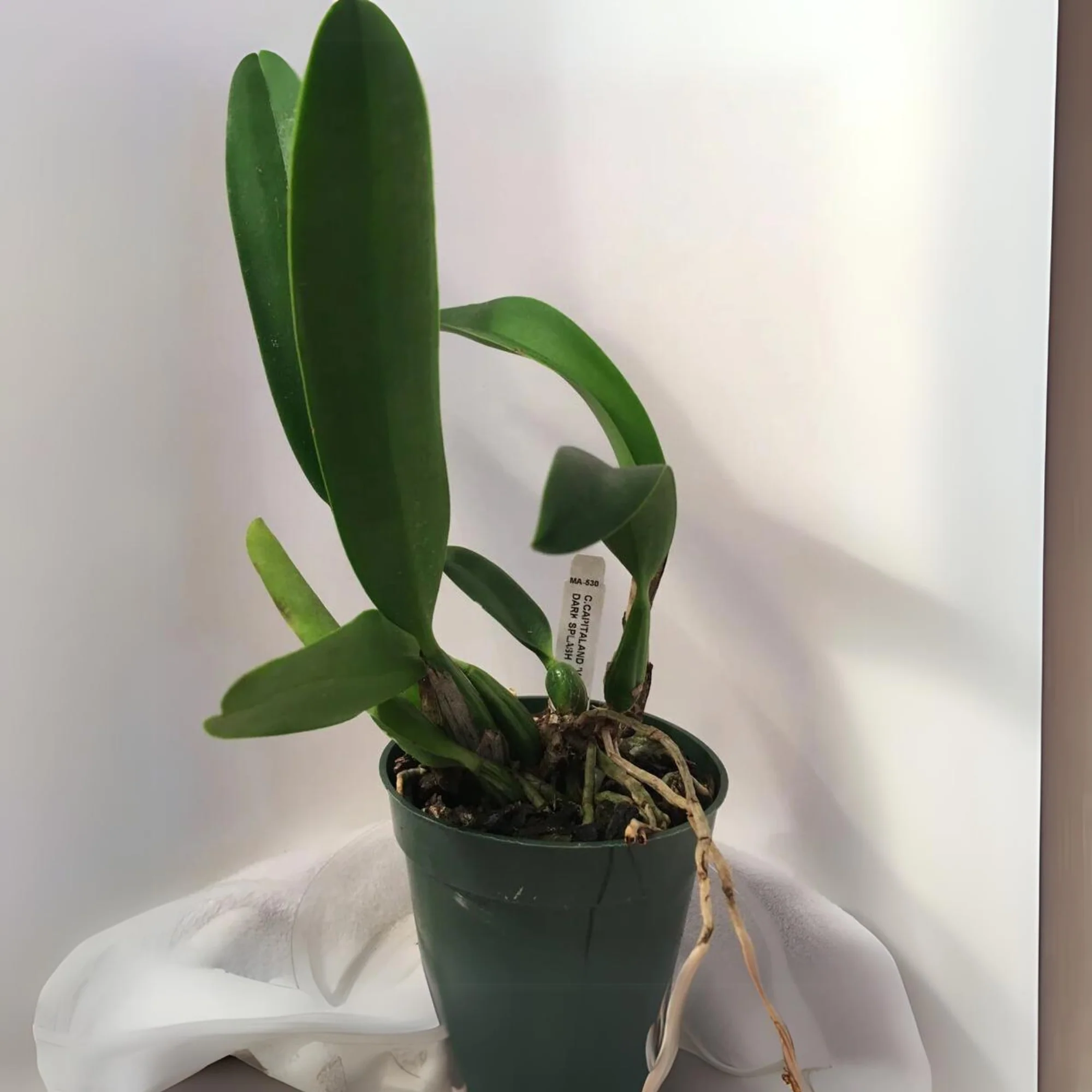 cattleya orchid Pink-Violet hybride - Image 3