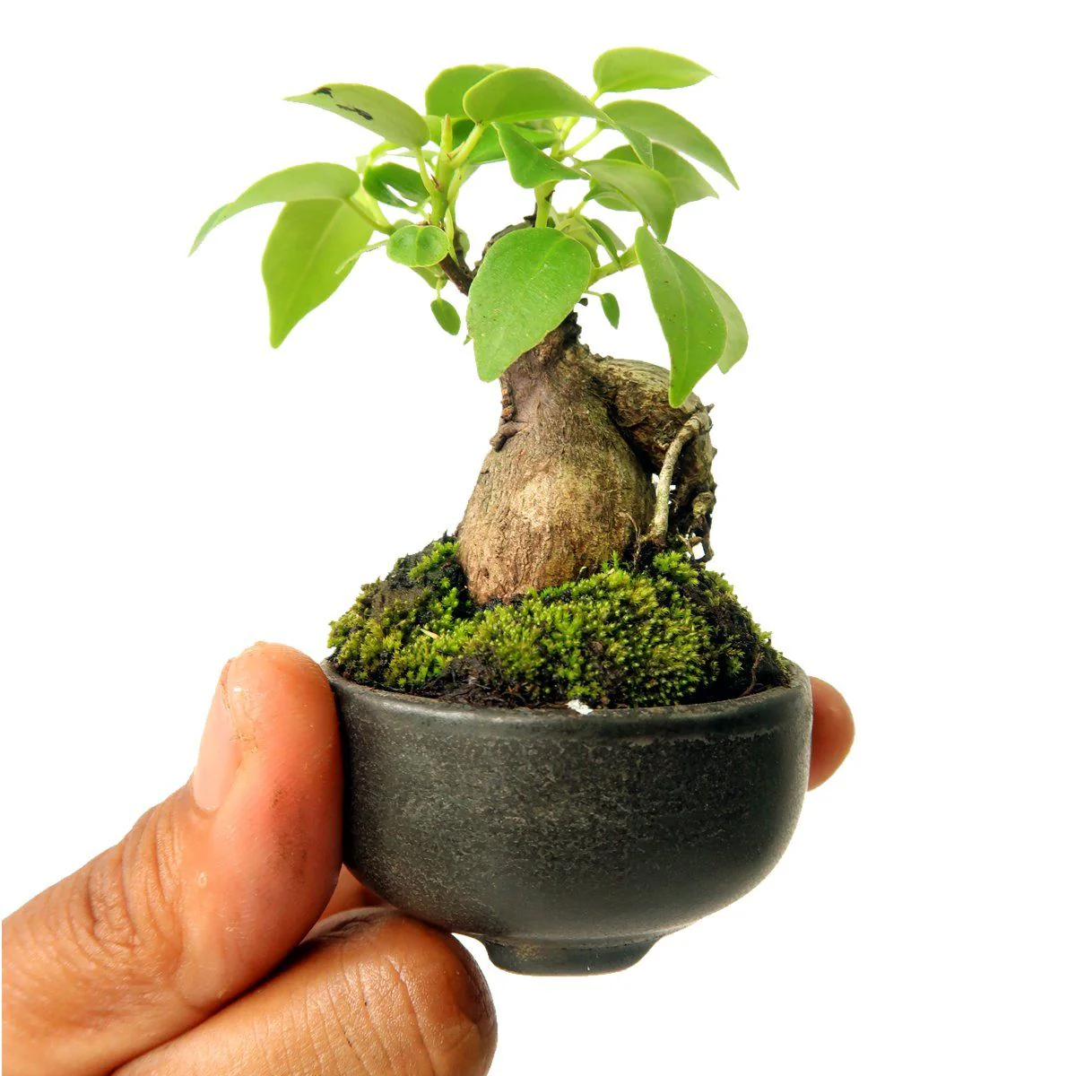 Green Paradise® ceramic mame bonsai pots (set of 3) random sizes - Image 2