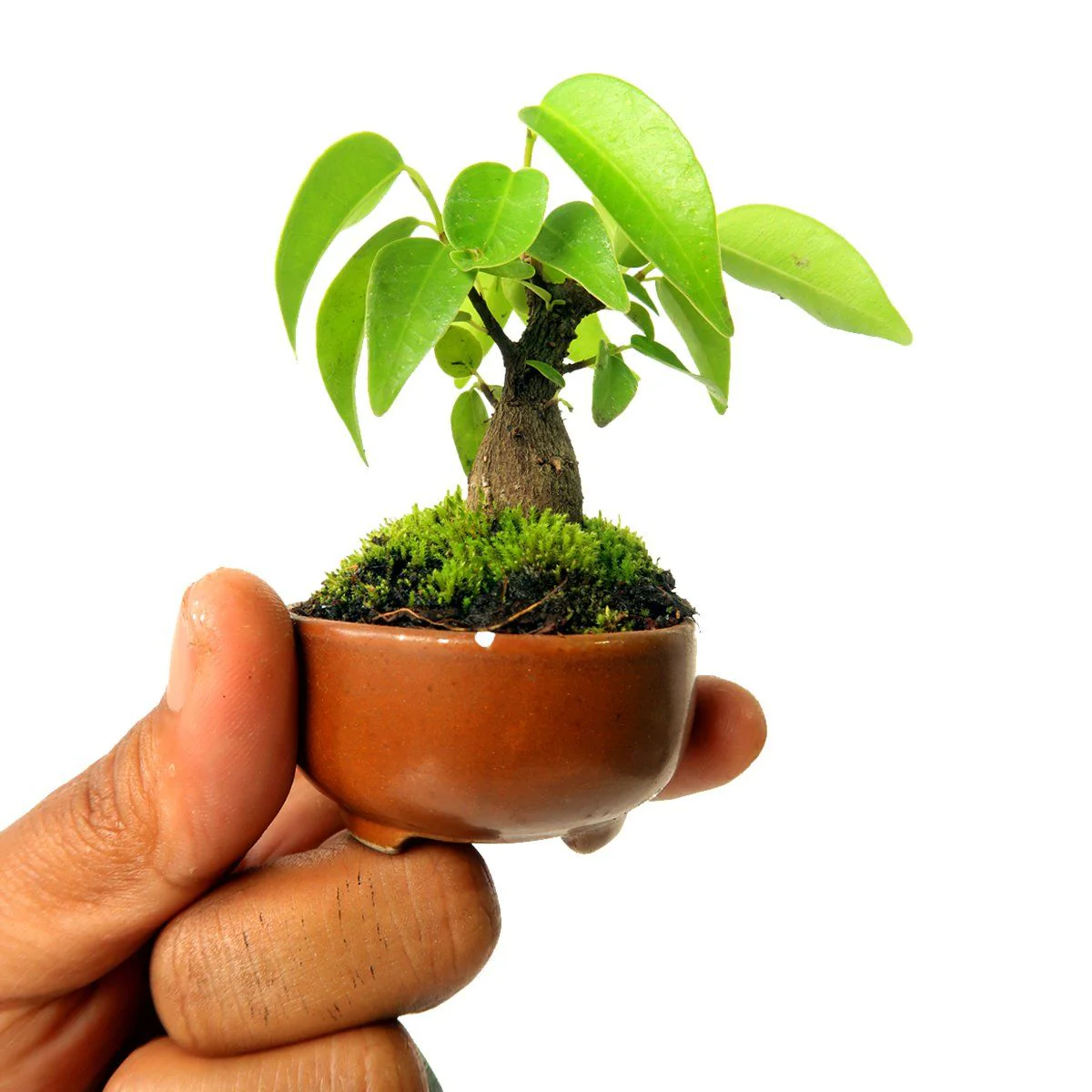 Green Paradise® ceramic mame bonsai pots (set of 3) random sizes - Image 3