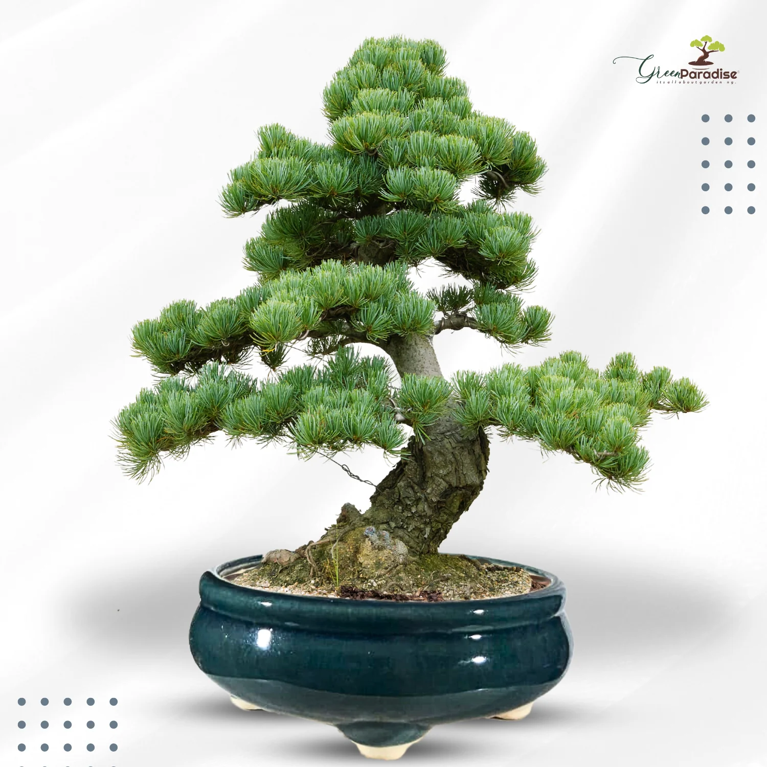 Green Paradise® Round Glossy Ceramic Pot for Bonsai Trees - Image 8