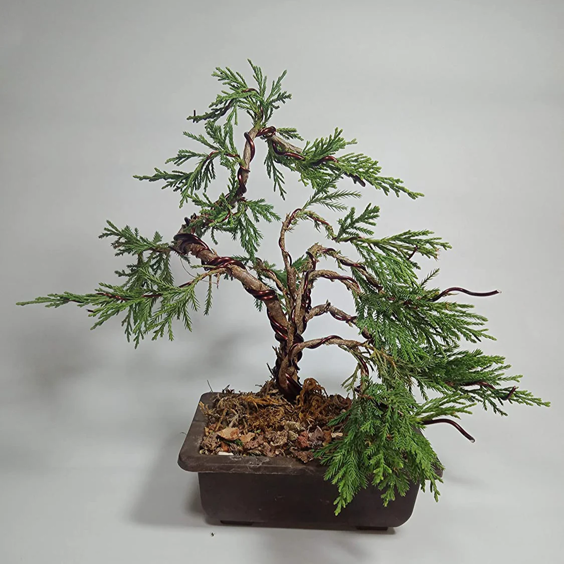 Chinensis Juniper Live Plant Sapling for Bonsai Trainning - Image 2
