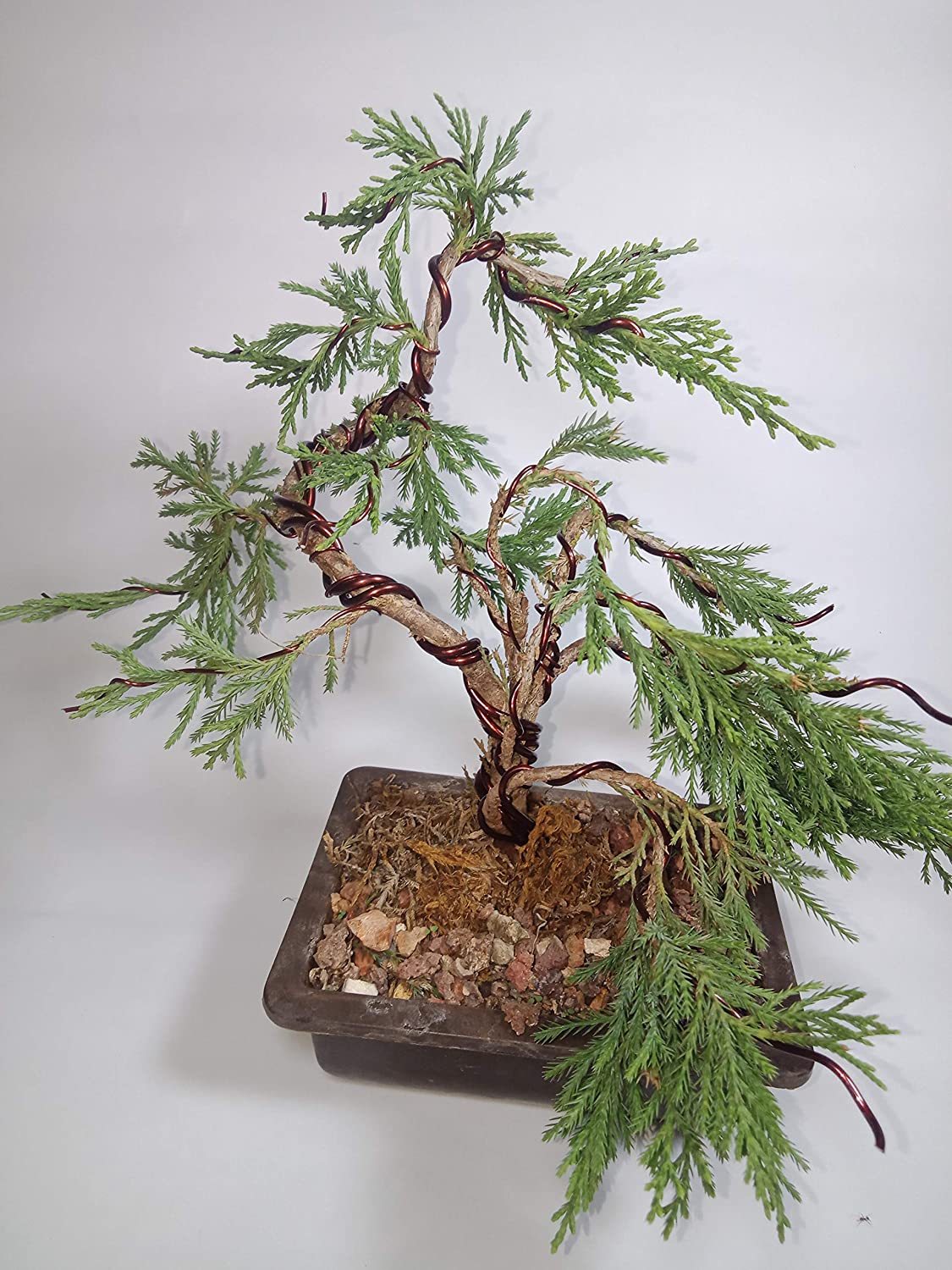 Chinensis Juniper Live Plant Sapling for Bonsai Trainning - Image 3