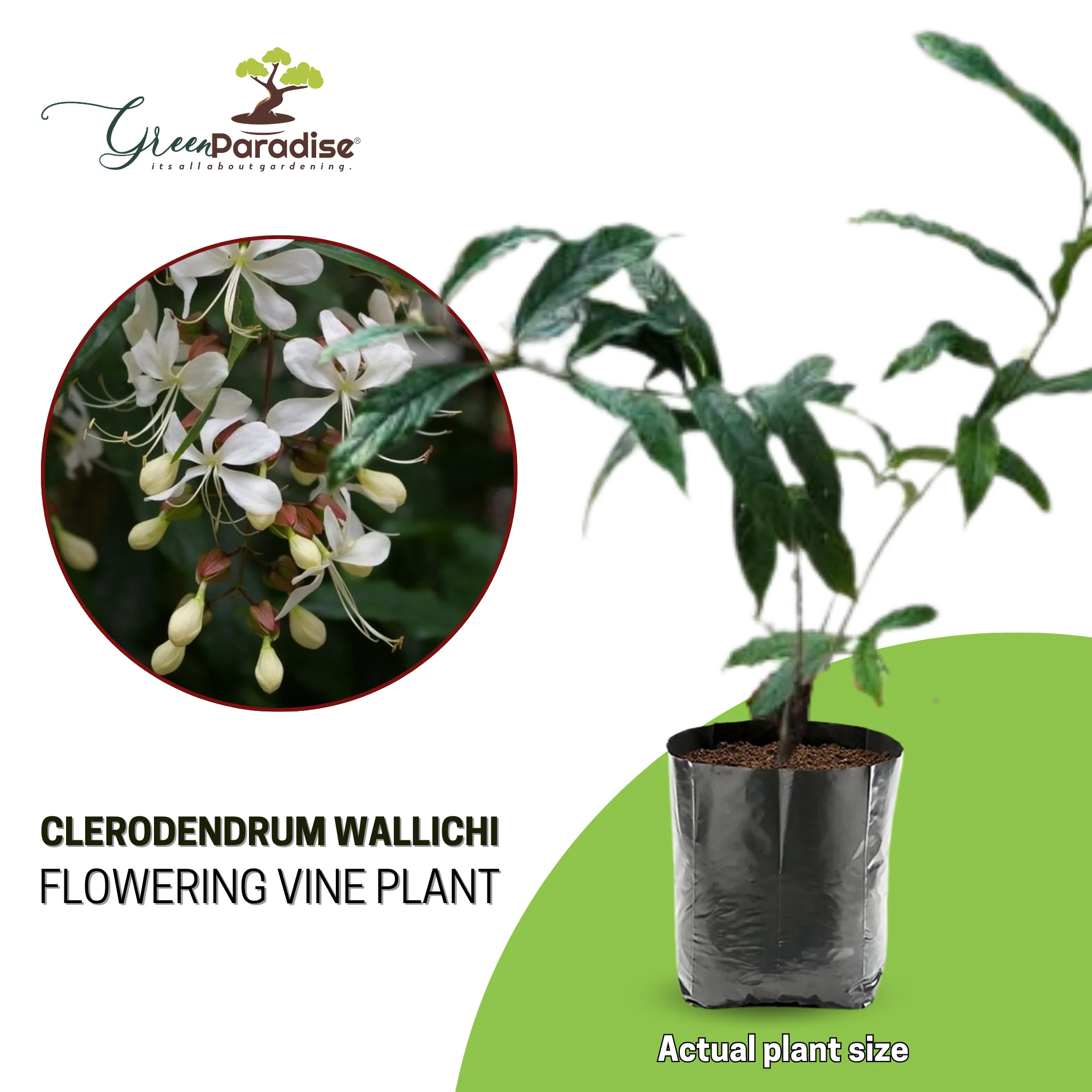 Clerodendrum wallichii Beautiful Rare white flowering Semi Creeper plant - Image 4