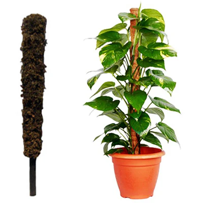 Coco Pole Moss and Coir Stick for Money Plant Support, 3 Ft, Brown - Pack of 4 Pieces - Image 2