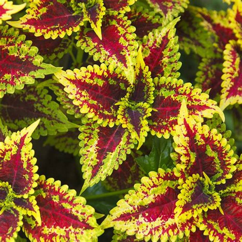 Coleus Live plant - Image 2