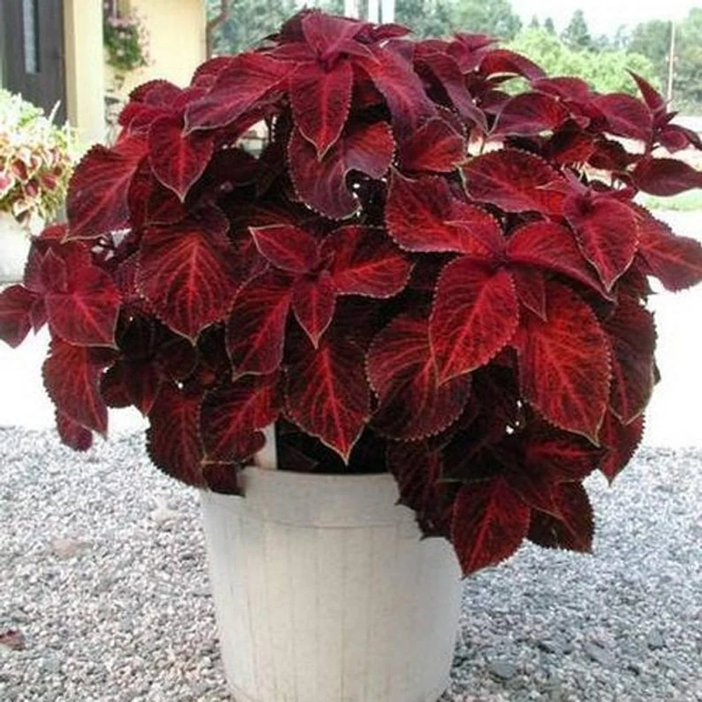 Red Coleus Live plant - Image 2