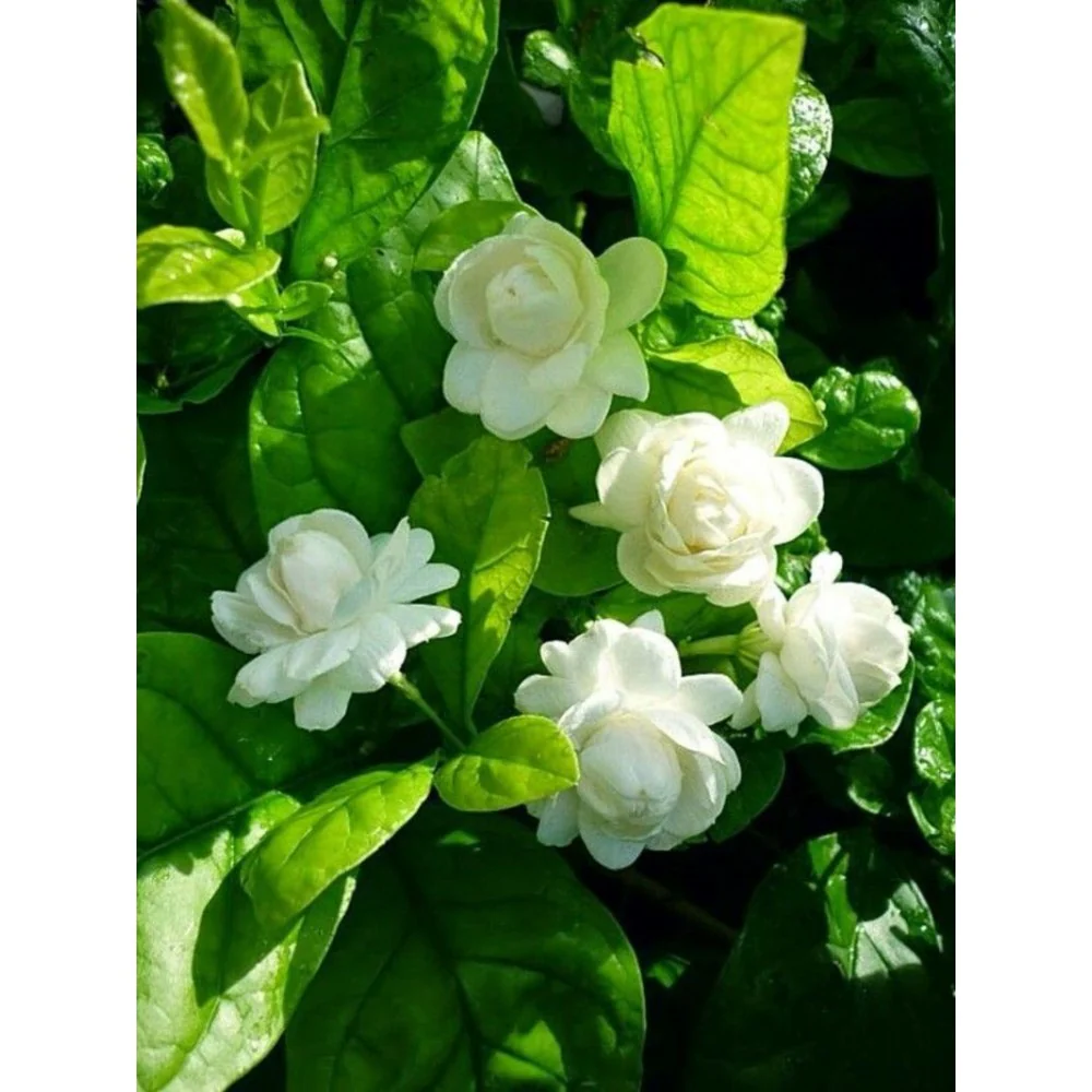 Combo pack 3 Full Year Flowering Plants red desi rose mogra and red hibiscuss plants - Image 2