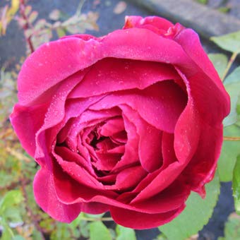 Combo pack 3 Full Year Flowering Plants red desi rose mogra and red hibiscuss plants - Image 6