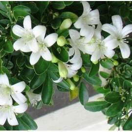 Desi Red Rose Madhukamini and Red Hibiscuss live plant ( Combo Pack of 3 ) Full Year Flowering and fragrant Plants - Image 3