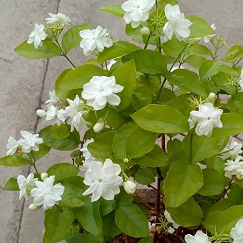 Ratrani Mogra Madhukamini Combo Pack of 3 Full Year Flowering Fragrant Plants - Image 2