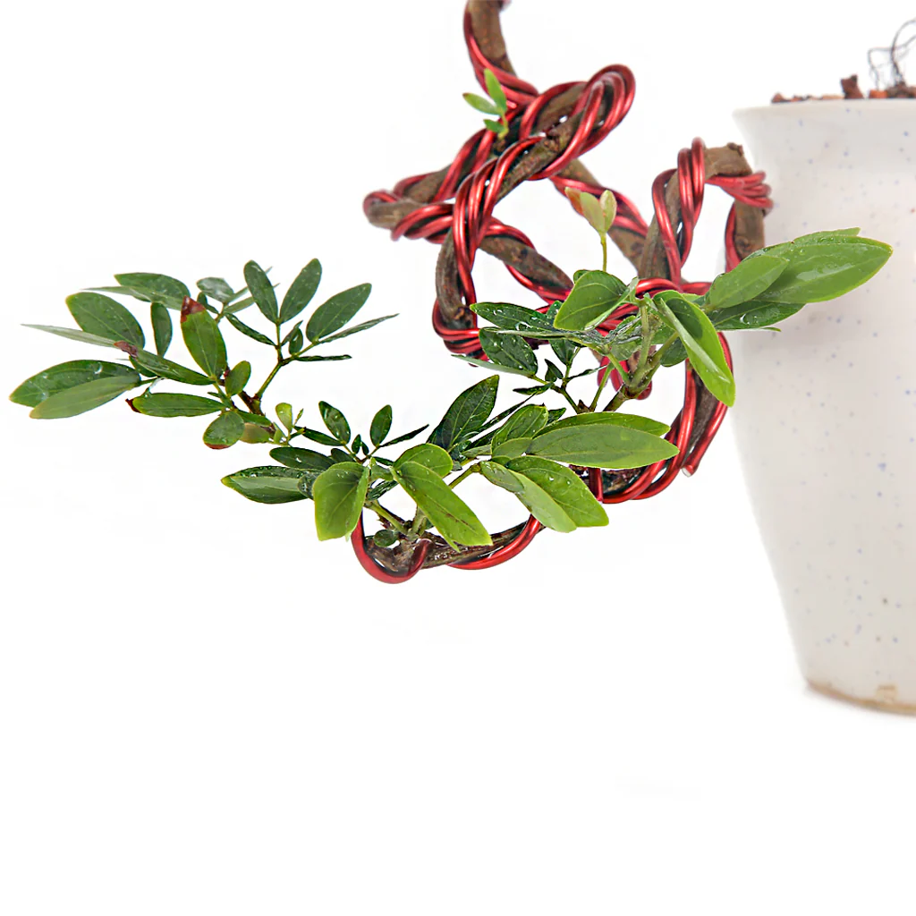 Bonsai Calliandra Surinamensis Powderpuff Tree Unique Twisted Style Bonsai Plant with Ceramic Pot - Image 3