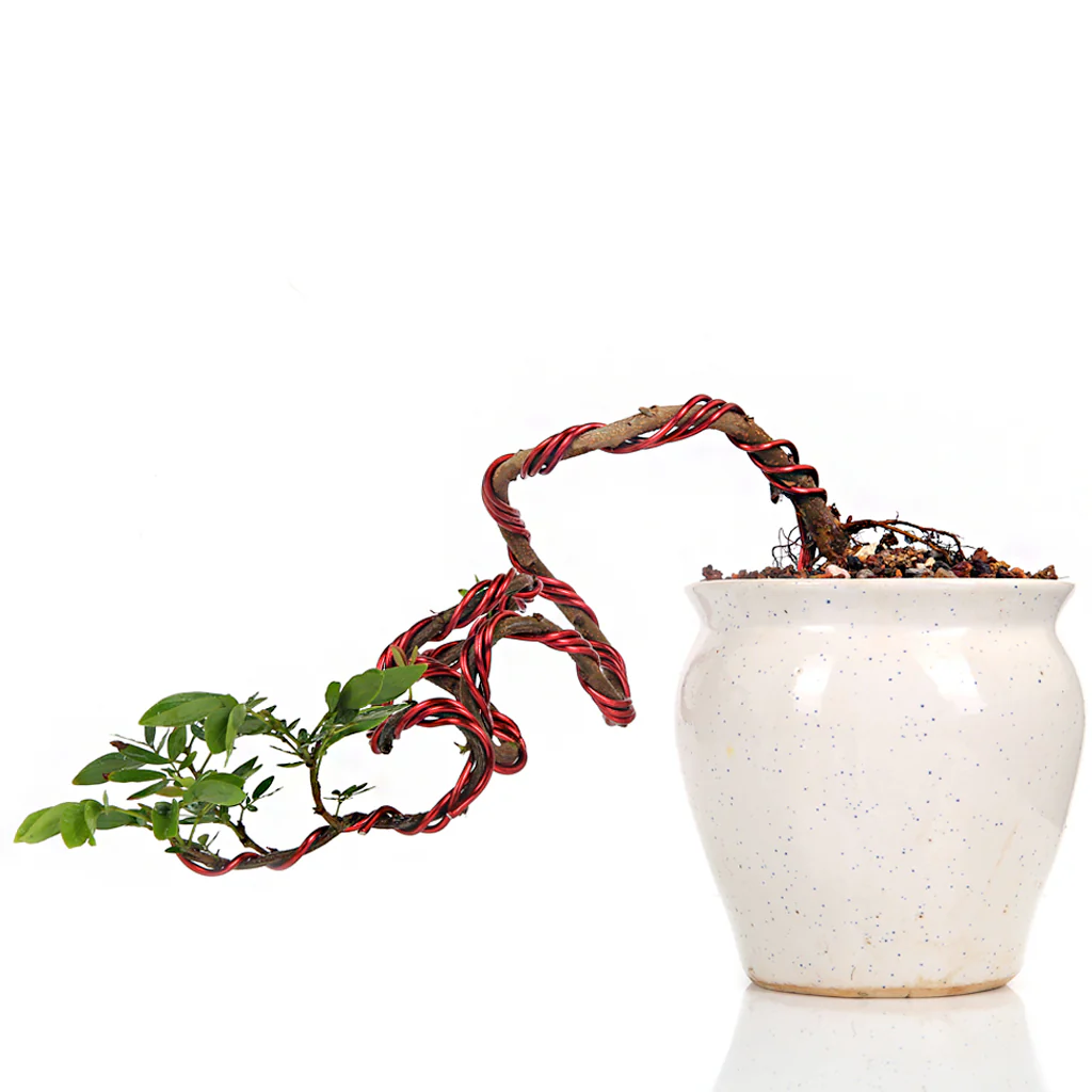 Bonsai Calliandra Surinamensis Powderpuff Tree Unique Twisted Style Bonsai Plant with Ceramic Pot - Image 4