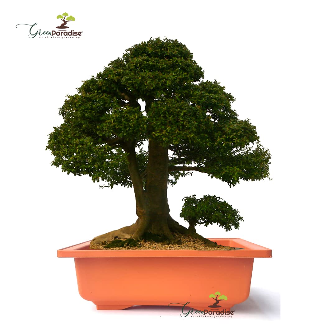 GREEN PARADISE® Rectangle Bonsai Plastic Pot Premium Quality Lightweight Pot for Indoor and Outdoor Bonsai Trees - Image 5