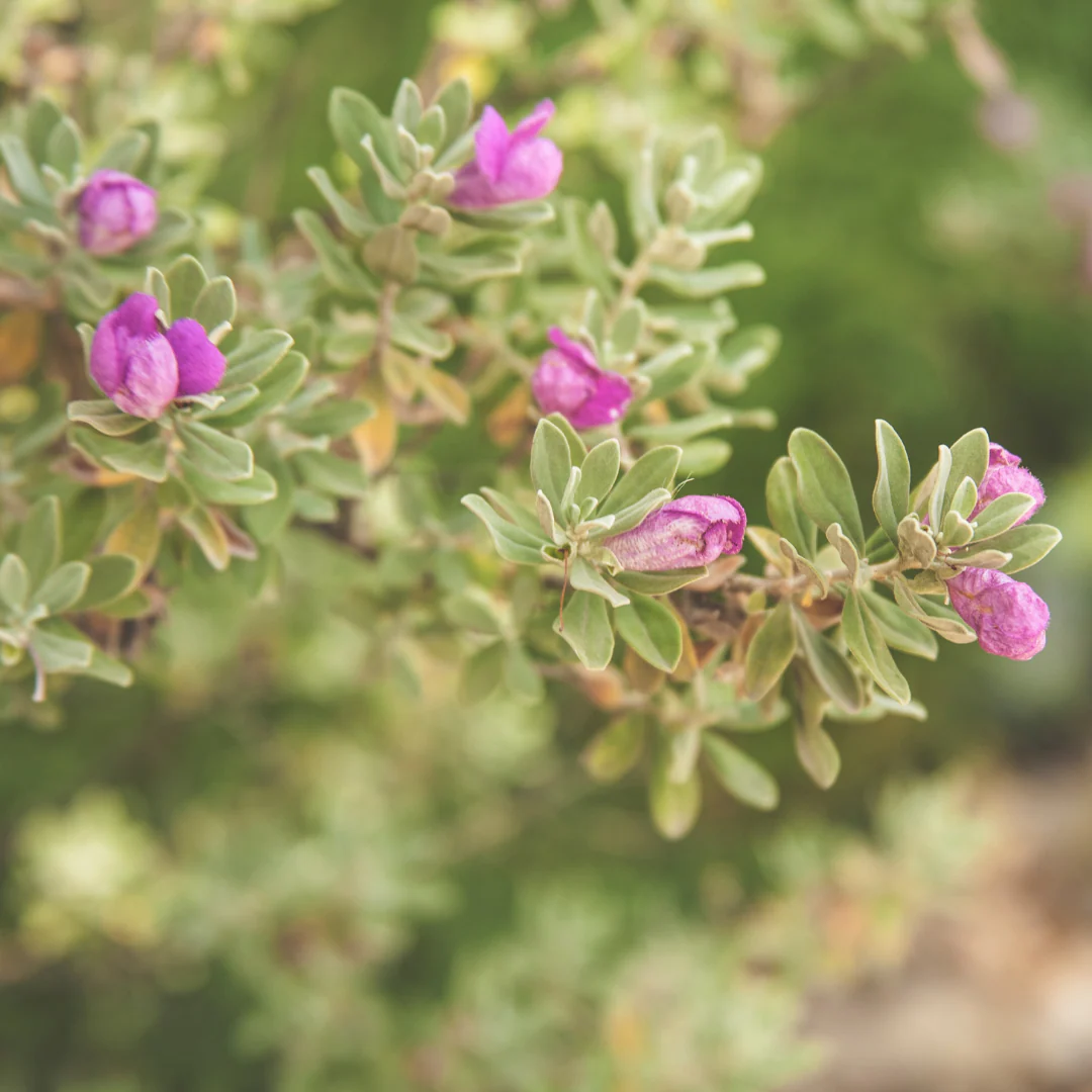 Nikotia Leucophyllum Texas Sage Live Plant - Image 3