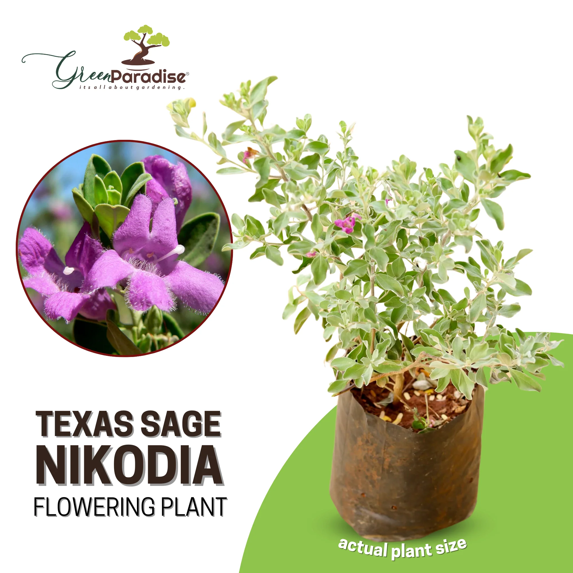 Nikotia Leucophyllum Texas Sage Live Plant - Image 6