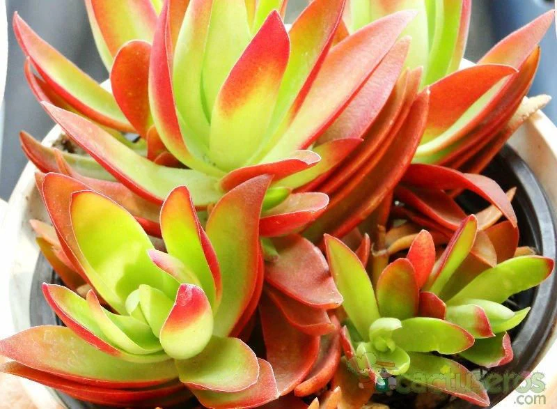 Crassula Campfire Plant - Image 2